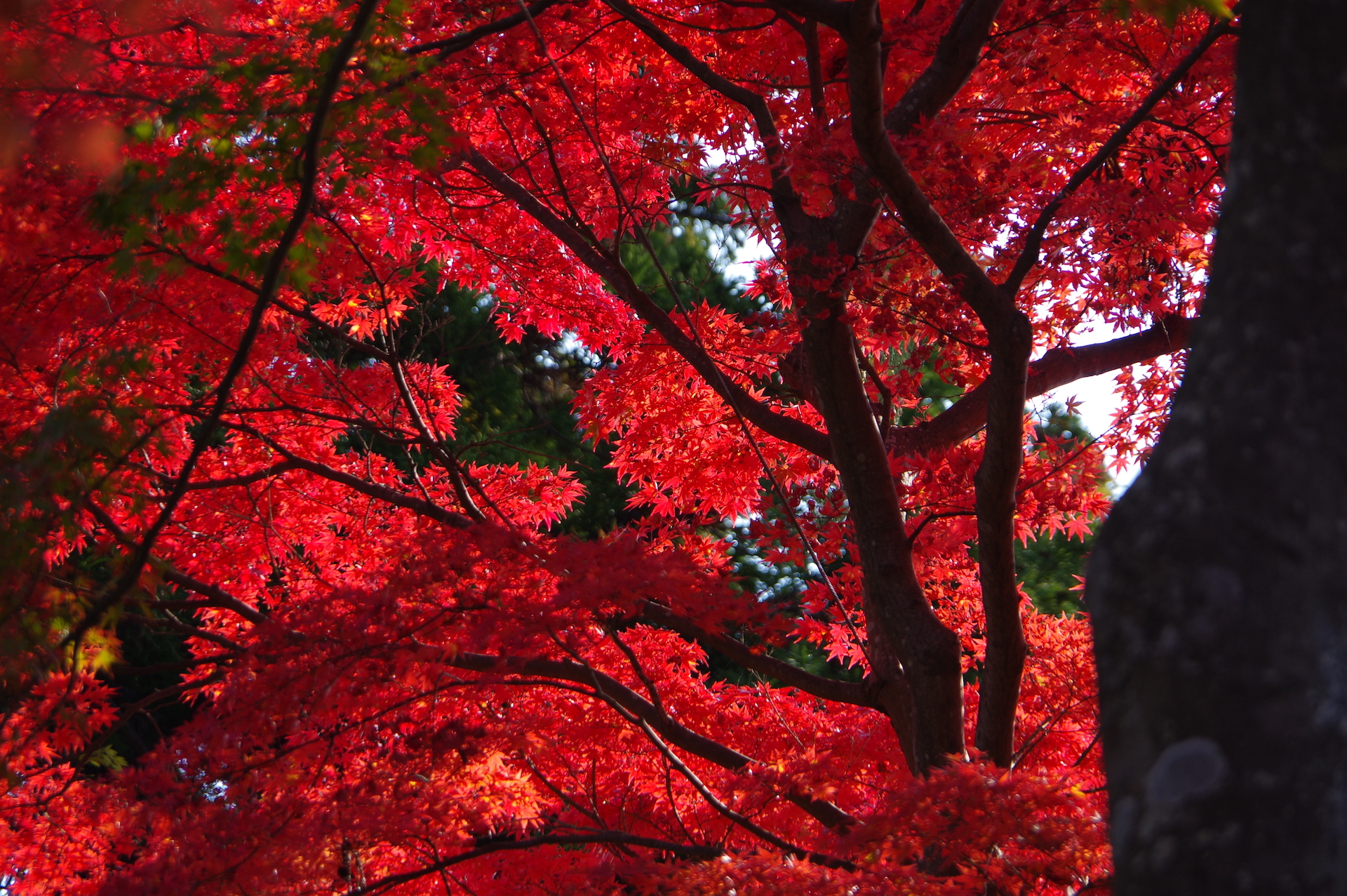 佳作 真っ赤な紅葉 アイティフラッグス 佐藤美鈴様